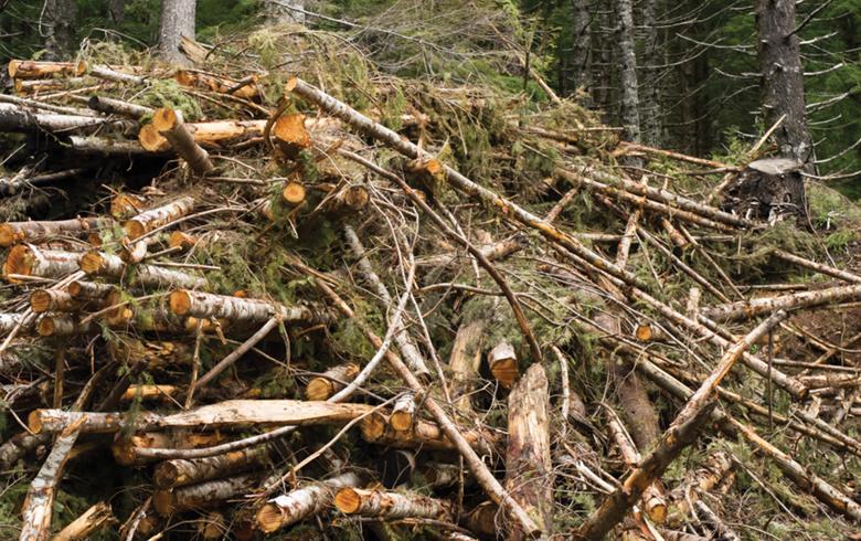 Forest biomass. Author: Oregon Department of Forestry. License: Creative Commons, Attribution 2.0 Generic.