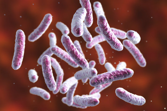 Bacteria illustration (stock image).Credit: © Kateryna_Kon / Adobe Stock