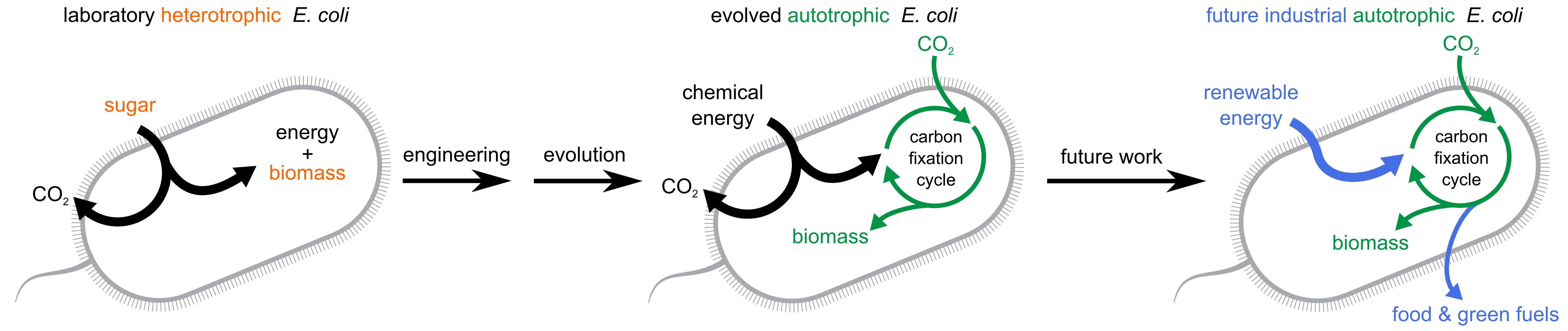 Heterotrophic E. coli (left) produce biomass from sugar, but lab-evolved autotrophic E. coli from the new study (center) use CO2 instead. The authors envision autotrophic E. coli that use renewable energy and have no net carbon emissions in the future (right).