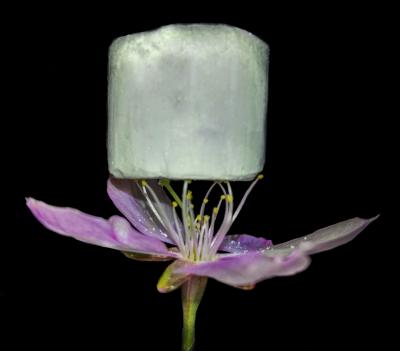 A sample of the new material resting on a flower, demonstrating its extremely low weight (Credit: Luis Valencia)