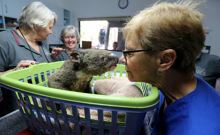 A koala named Paul recovers from wildfire burns at Australia's Port Macquarie Koala Hospital on Nov. 29, 2019. Volunteers from the Koala Hospital have been working alongside National Parks and Wildlife Service crews searching for koalas following weeks of devastating bushfires. Credit: Nathan Edwards/Getty Images