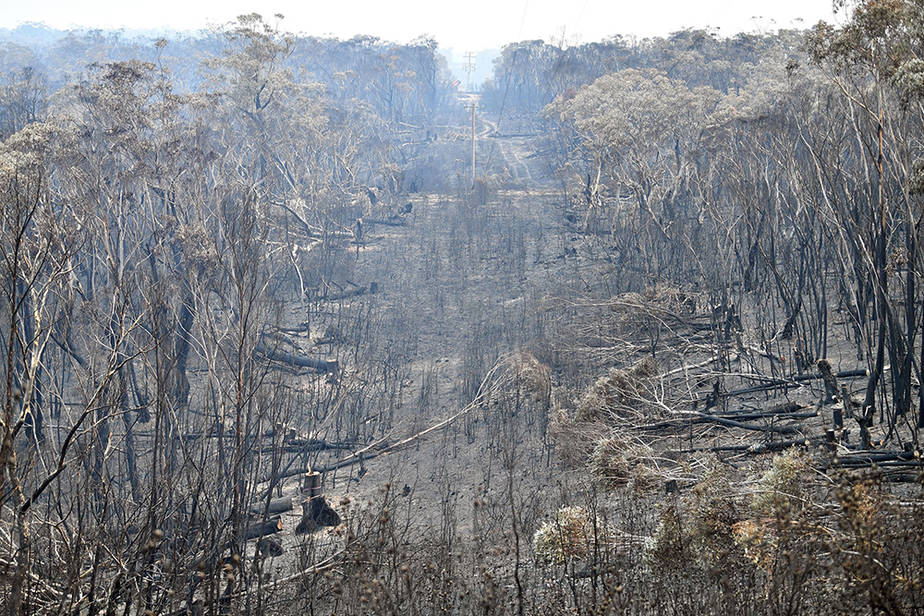 Burned trees covered the landscape across parts of the Blue Mountains northwest of Sydney in December 2019 as Australia experienced its hottest day on record, with the average high temperature nationwide reaching 107°F. Credit: Saeed Khan /AFP/Getty Images