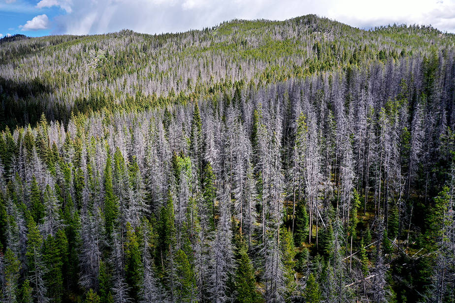 Mountain pine beetle and blue fungus infections have created ghost forests of dead lodgepole pines in parts of the U.S. West. As climate change makes summers hotter and drier, U.S. forests are threatened with increasing wildfire activity, deadly pathogens and insect infestations. Credit: Chip Somodevilla/Getty Images
