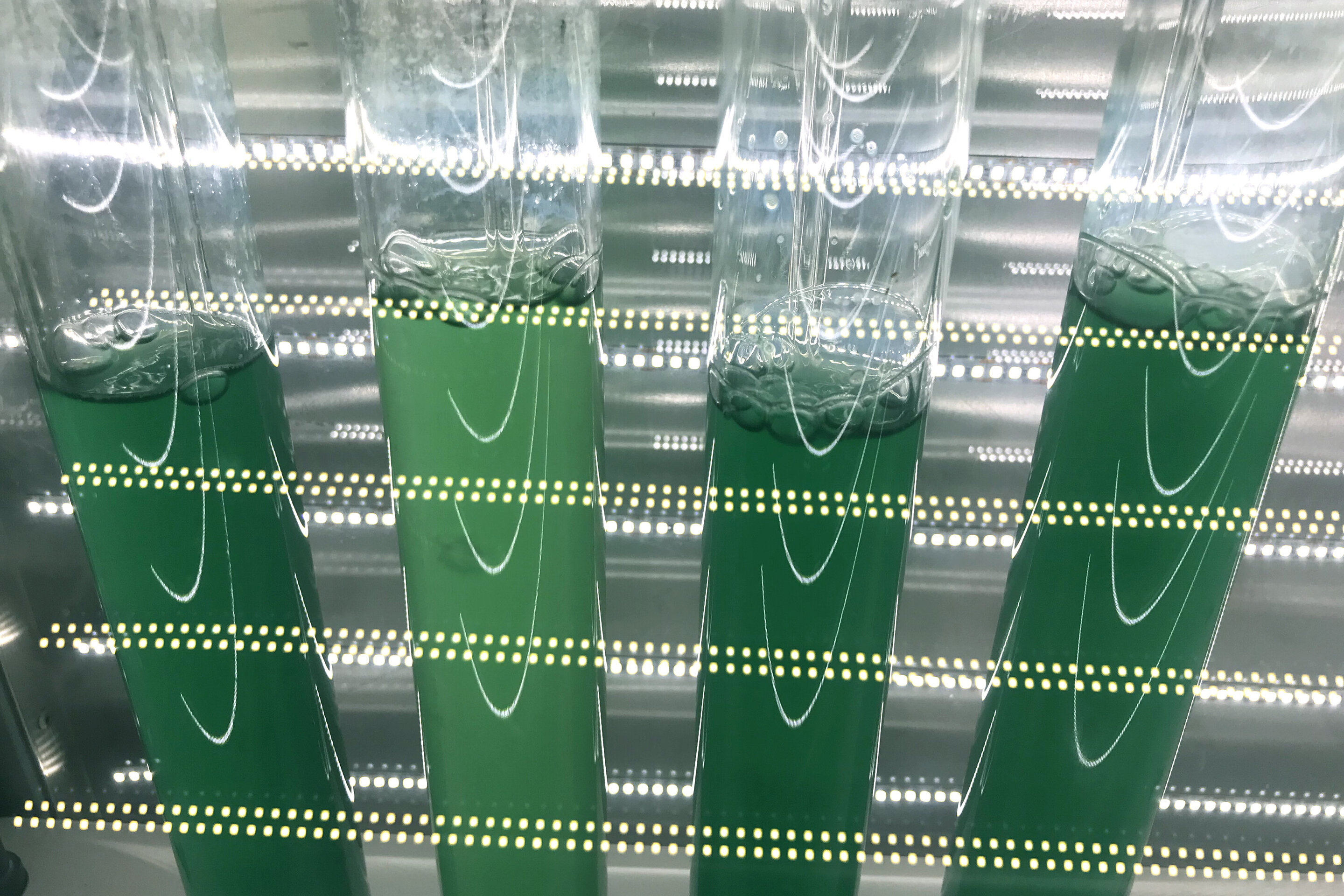 In contrast to in vitro approaches, the metabolism of living cyanobacteria is in principle capable of producing hydrogen permanently. Credit: Dr Kirstin Gutekunst