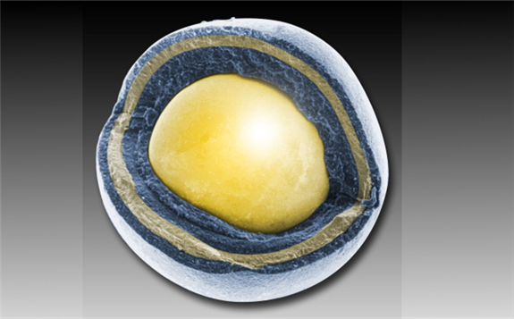 A cross-section of a TRISO pellet (Image: Idaho National Laboratory)