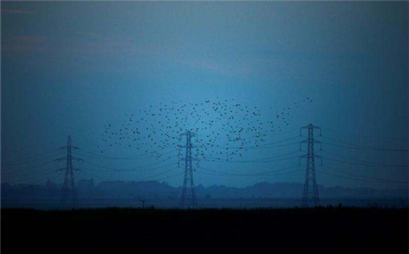 FILE PHOTO: Migrating starlings fly at dusk past electricity pylons silhouetted by the sunset of a clear autumn evening in the Kent countryside, in Graveney, Britain