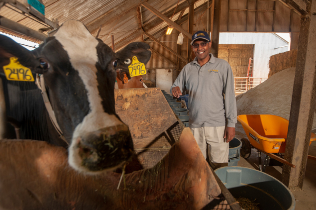 Ruminating on ruminants Ermias Kebreab from the University of California, Davis is studying ways to reduce methane emissions from cattle. (Courtesy: UC Davis/Katherine Kerlin)