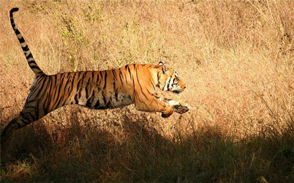It is estimated that the Amrabad Tiger Reserve has about 20 tigers. | Davidraju / Wikimedia Commons