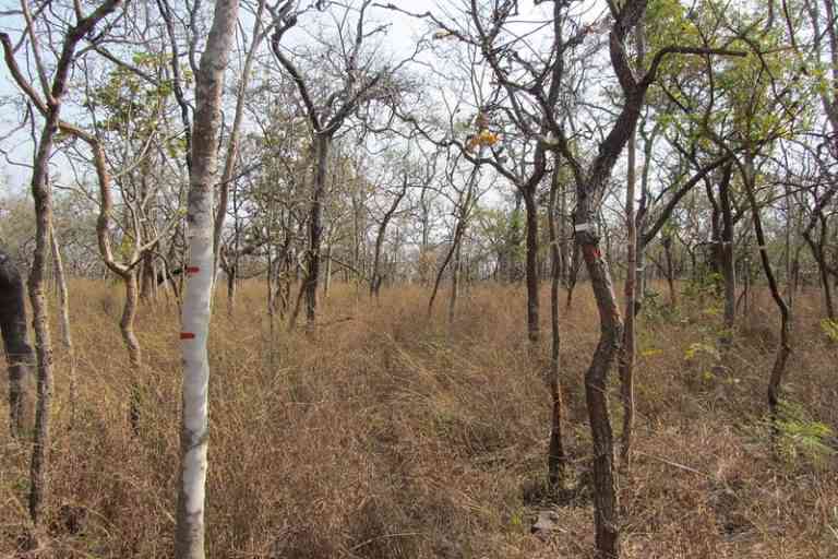 The Atomic Minerals Directorate for Exploration and Research has decided to ‘shelve’ the uranium mining project in the Amrabad Tiger Reserve, Telangana. Photo credit: Jayashree Ratnam, Oregon State University/Flickr