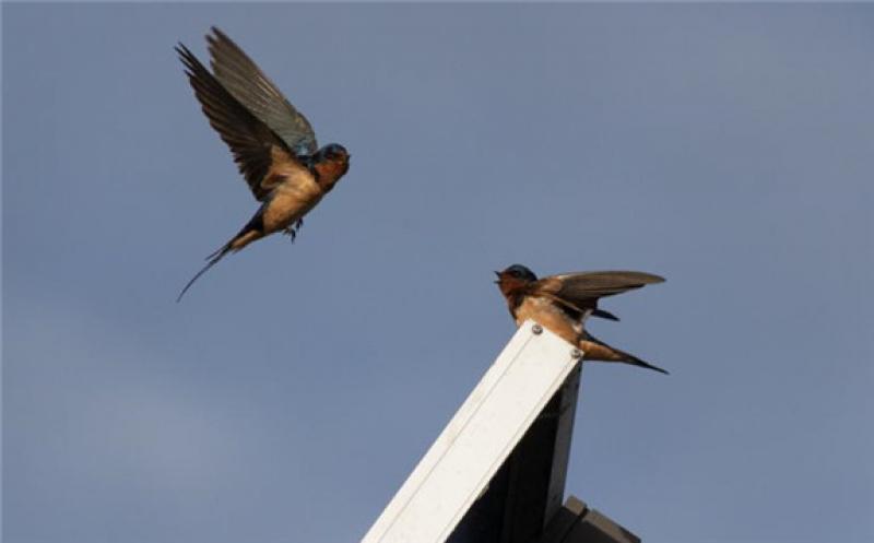 Birds on a solar module. Author: Don McCullough. License: Creative Commons, Attribution 2.0 Generic.