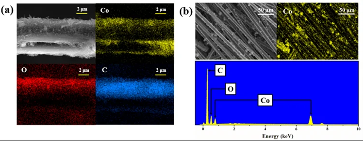  (a) EDS image of Co3O4/CF surface, (b) SEM and Co element distribution image of Co3O4/CP. Image Credit: Li, Z., et al.