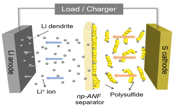 A diagram of the battery shows how lithium ions can return to the lithium electrode while the lithium polysulfides can't get through the membrane separating the electrodes. In addition, spiky dendrites growing from the lithium electrode can't short the battery by piercing the membrane and reaching the sulfur electrode. Credit: Ahmet Emre, Kotov Lab, University of Michigan.