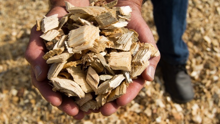 Asia Leads Race in Biomass Power: Fitch